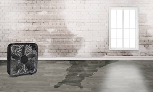 Trusted Spring Valley, CA Water damage restoration Experts